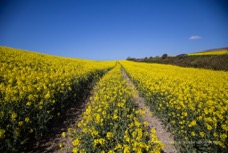 Yellow Field.jpg