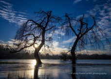 Flooded Trees.jpg